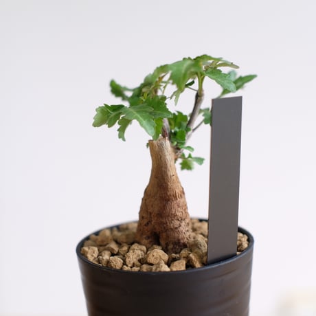 ブルセラ ファガロイデス / Bursera fagaroides / KN1537