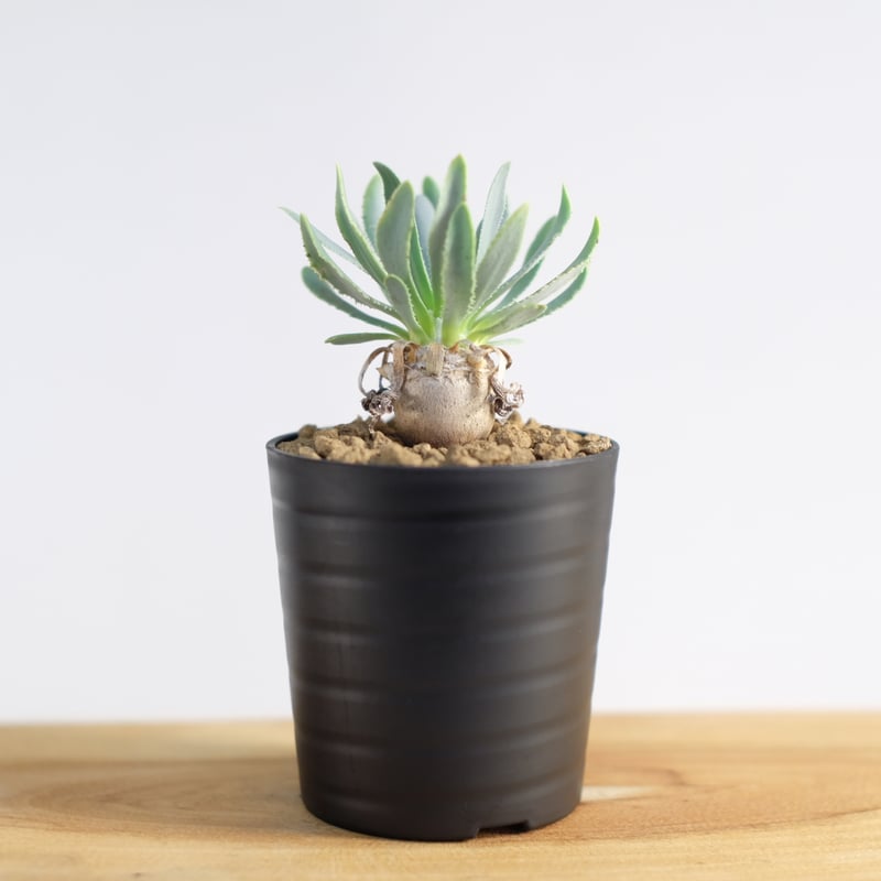 オトンナ レトロルサ / Othonna retrorsa | 塊根植物 小苗専門店 オトンナ レトロルサ / Othonna retrorsa | 塊根植物 小苗専門店