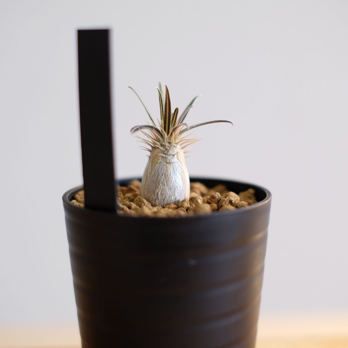 パキポディウム グラキリス / Pachypodium gracilius / KN1014