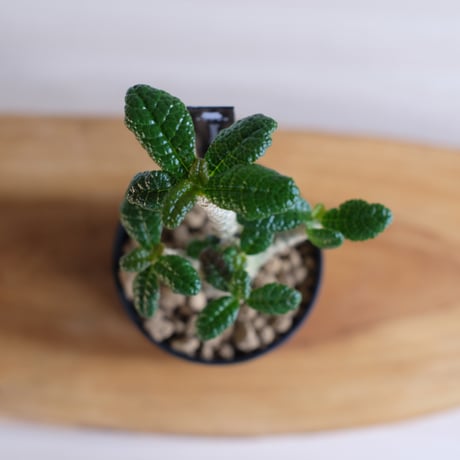 ドルステニア ギガス / Dorstenia gigas / KN1230