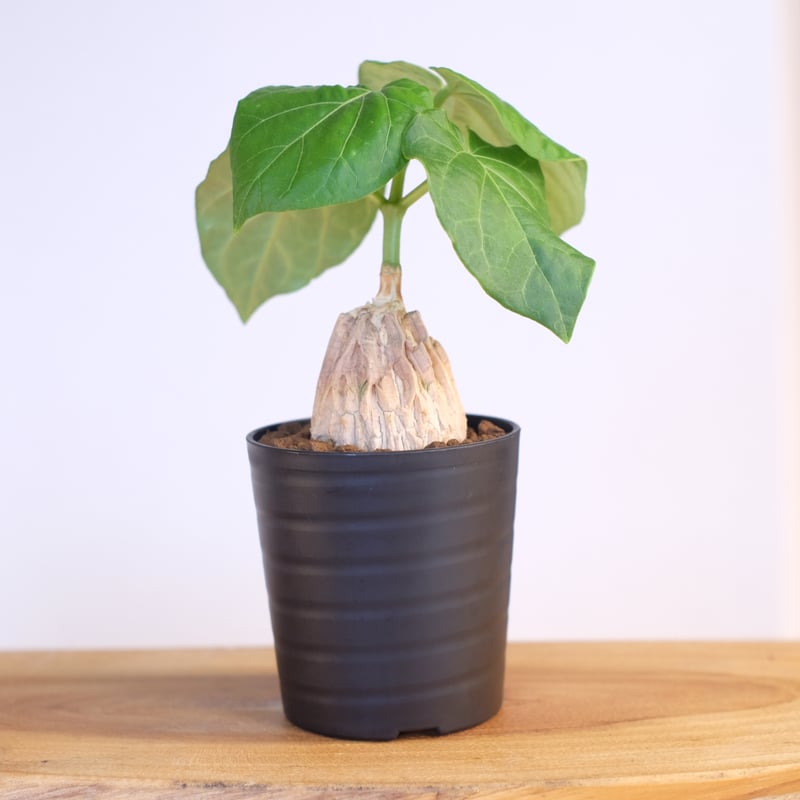 マテレア シクロフィラ / Matelea cyclophylla | 塊根植物 小苗専門店