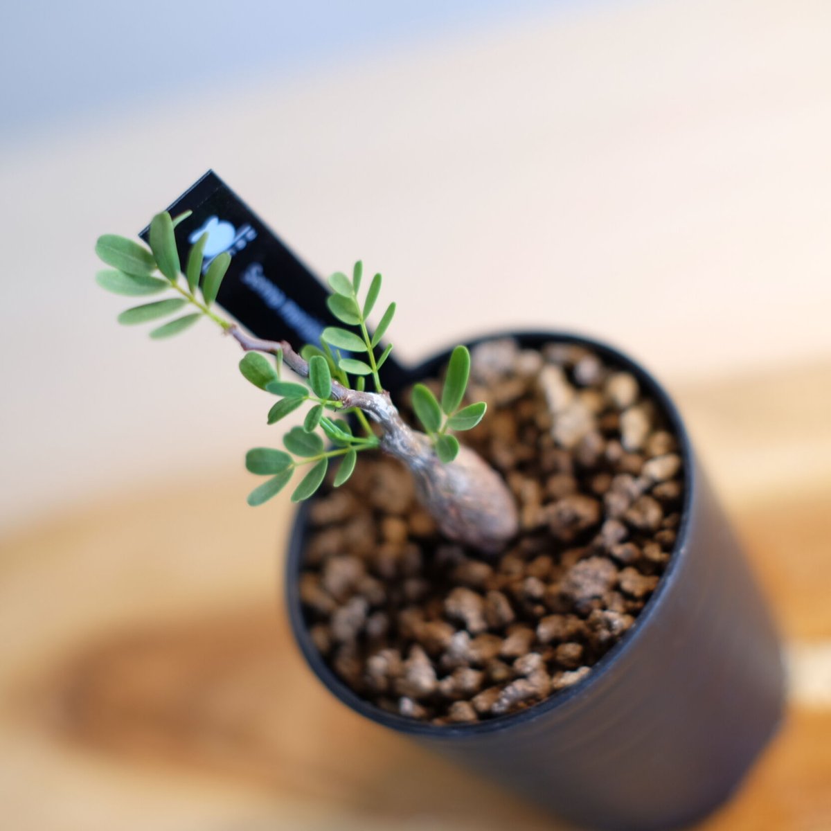 センナ メリディオナリス / Senna meridionalis / KN1003 | 塊根