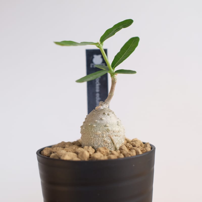 フォッケア エデュリス / Fockea edulis / KN1309 | 塊根植物 小苗専