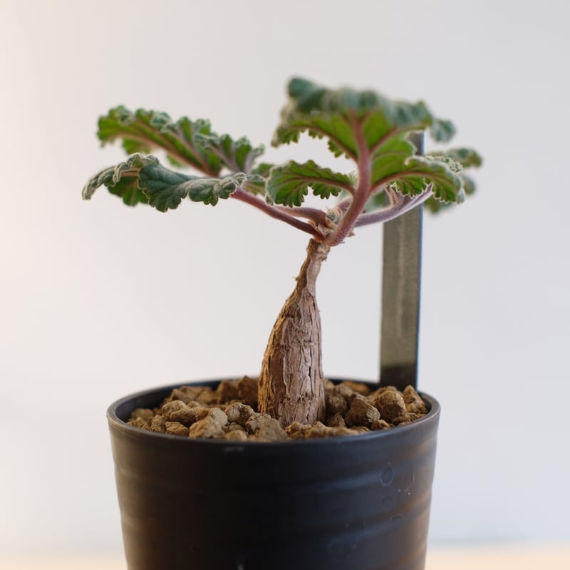 ペラルゴニウム ロバツム検索（塊根植物パキポディウム グラキリス