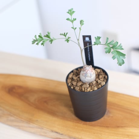 ペラルゴニウム パキポディウム / Pelargonium sp. cf. pachypodium / KN1362