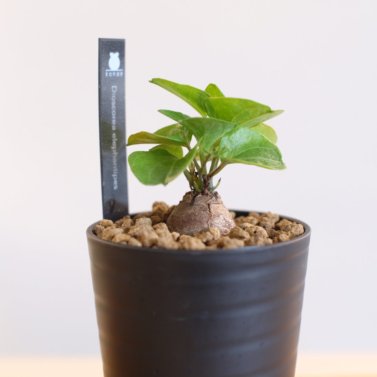 亀甲竜 アフリカ ディオスコレア エレファンティペス dioscorea 亀甲竜 ディオスコレア エレファンティペス | GREEN LUCK