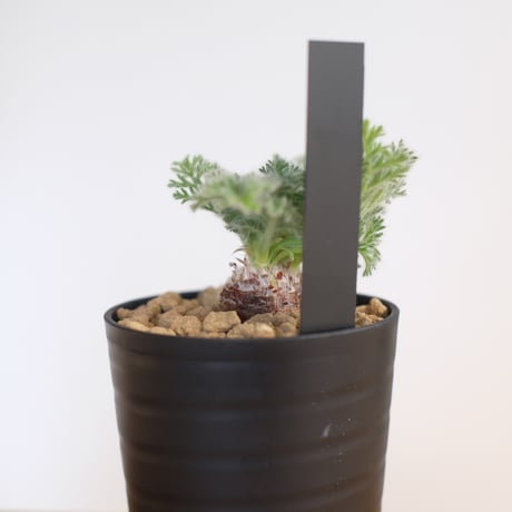 ペラルゴニウム アッペンディクラツム / pelargonium appendiclatum / KN1360