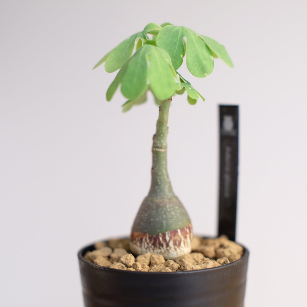 アデニア グラウカ 塊根植物 可愛い名札付き 植え替え済み アデニア