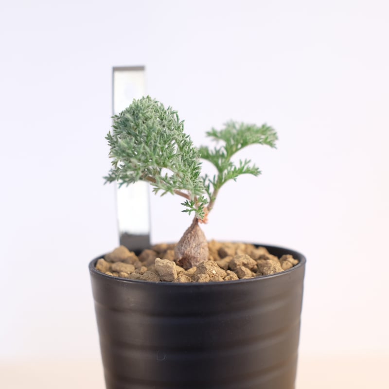 ペラルゴニウム トリステ / Pelargonium triste | 塊根植物 小苗 ペラルゴニウム トリステ / Pelargonium triste | 塊根植物 小苗