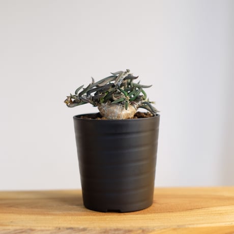 ユーフォルビア キリンドリフォリア トゥビフェラ / Euphorbia cylindrifolia var. tubufera