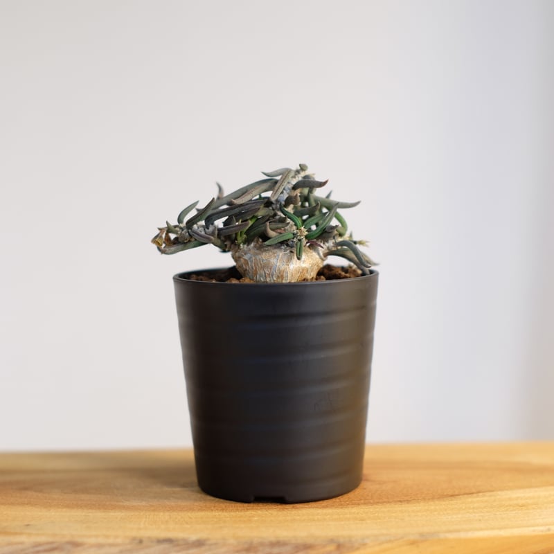 ユーフォルビア キリンドリフォリア トゥビフェラ / Euphorbia cylindri
