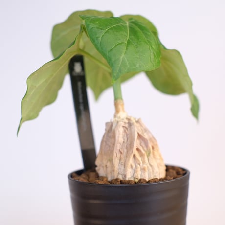 マテレア シクロフィラ / Matelea cyclophylla