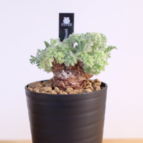 ペラルゴニウム アッペンディクラツム / pelargonium appendiclatum