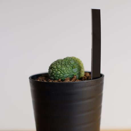 プセウドリトス ミギウルティヌス / Pseudolithos migiurtinus