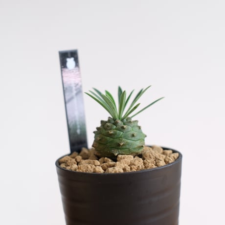ユーフォルビア オベサ×鉄甲丸 / Euphorbia obesa×bupleurifolia / KN1559