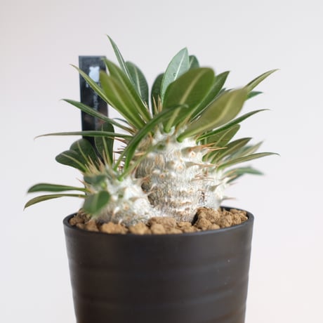 パキポディウム デンシフローラム / Pachypodium densiflorum / KN1300