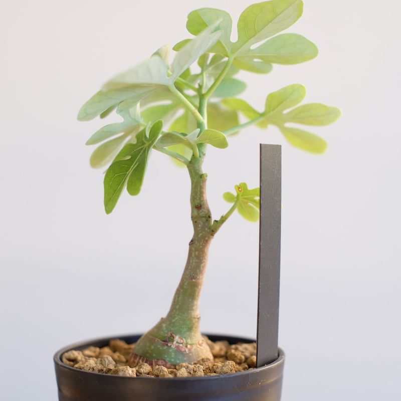 アデニア グラウカ / Adenia glauca | 塊根植物 小苗専門店 konae アデニア グラウカ / Adenia glauca | 塊根植物 小苗専門店 konae