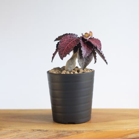 ユーフォルビア フランコイシー / Euphorbia francoisii / KN1313