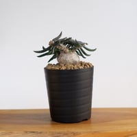 ユーフォルビア キリンドリフォリア / Euphorbia cylindrifolia / KN1490