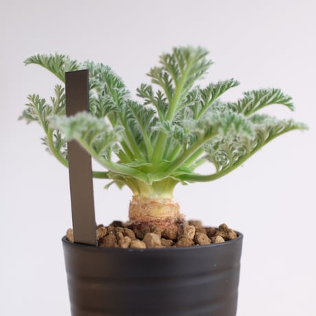 ペラルゴニウム アッペンディクラツム / pelargonium appendiclatum / KN1216