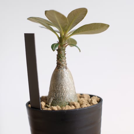 アデニウム ソコトラナム（純血）/ Adenium socotranum / KN1525
