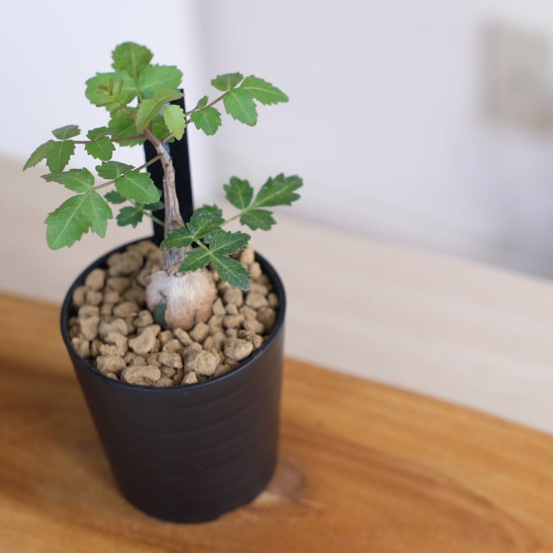 ブルセラ ファガロイデス / Bursera fagaroides / KN1322 | 塊根