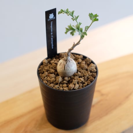 ペラルゴニウム パキポディウム / Pelargonium sp. cf. pachypodium