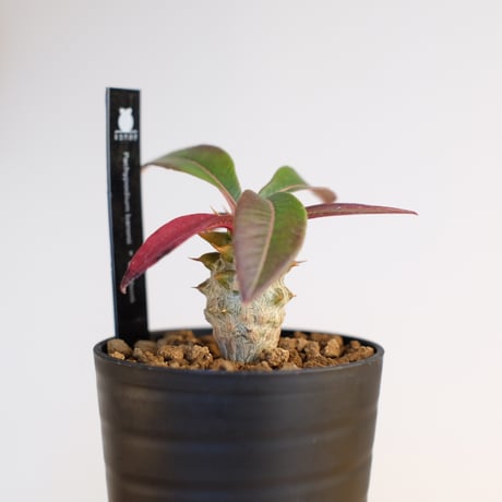 パキポディウム バロニー×ウィンゾリー / Pachypodium baronii×Windsorii