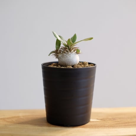 パキポディウム マカイエンセ / Pachypodium makayense / KN1010