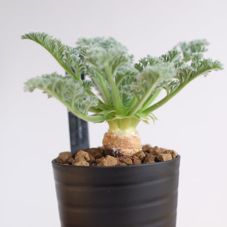 ペラルゴニウム アッペンディクラツム / pelargonium appendiclatum / KN1216