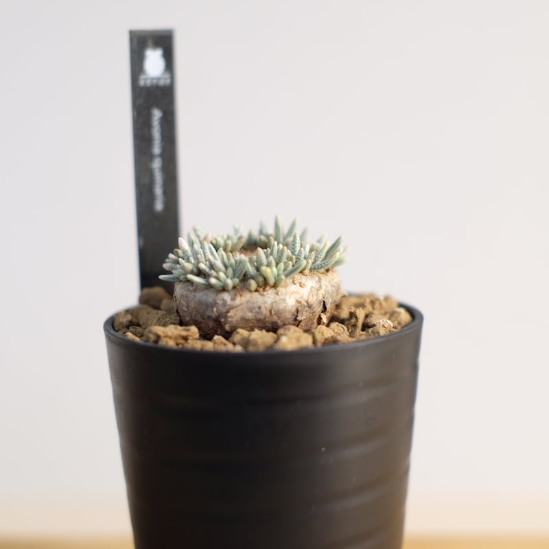 アボニア クイナリア / Avonia quinaria | 塊根植物 小苗専門店 konae アボニア クイナリア / Avonia quinaria | 塊根植物 小苗専門店 konae
