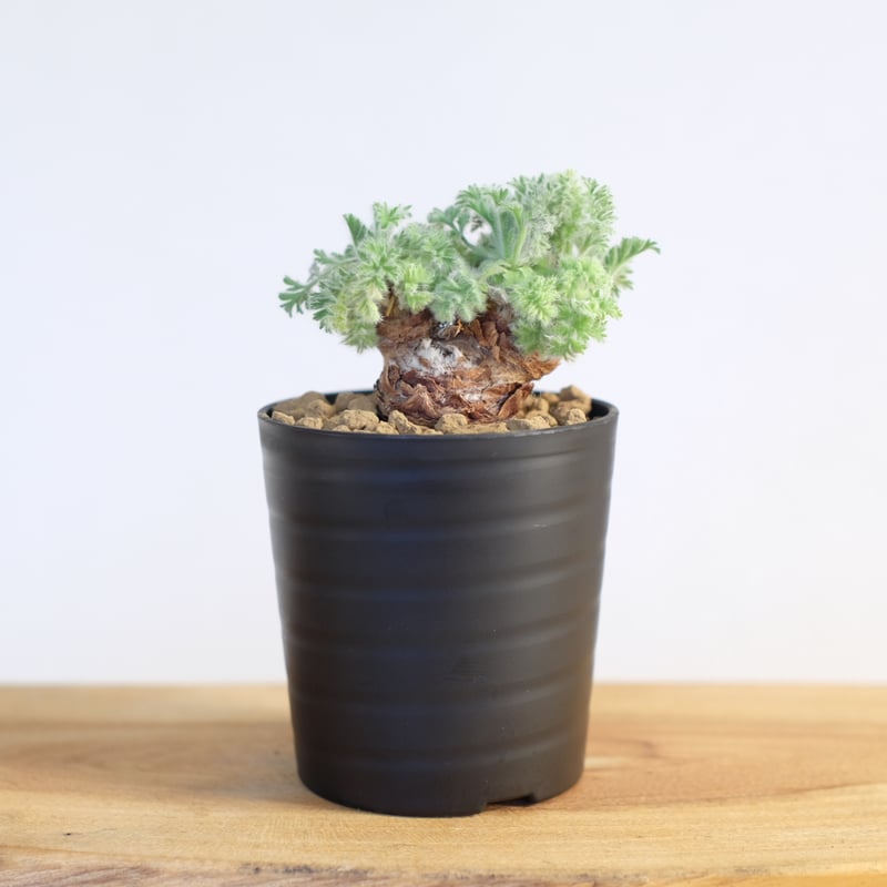 ペラルゴニウム アッペンディクラツム / pelargonium appendiclatum