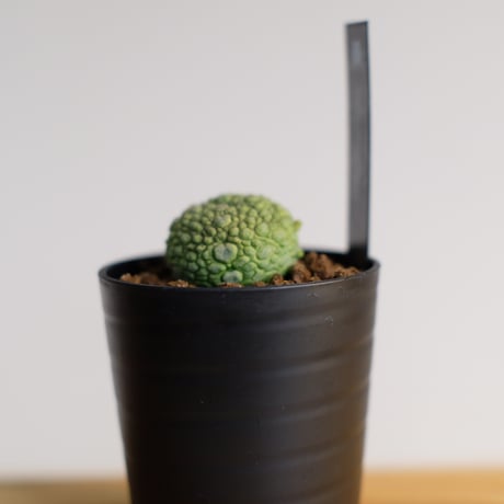 プセウドリトス ミギウルティヌス / Pseudolithos migiurtinus