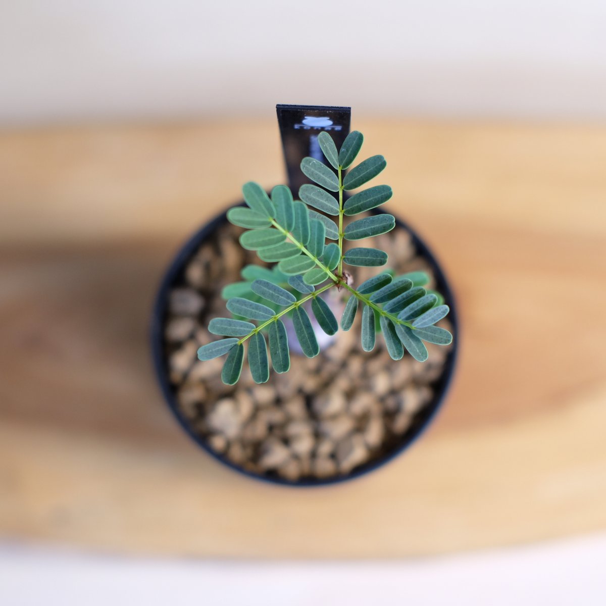 センナ メリディオナリス / Senna meridionalis | 塊根植物 小苗専門店