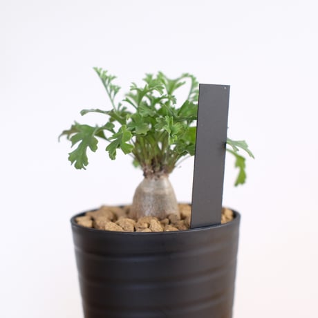ペラルゴニウム パキポディウム / Pelargonium sp. cf. pachypodium / KN1405