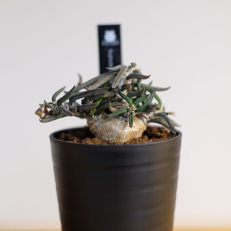 ユーフォルビア キリンドリフォリア トゥビフェラ / Euphorbia cylindrifolia var. tubufera