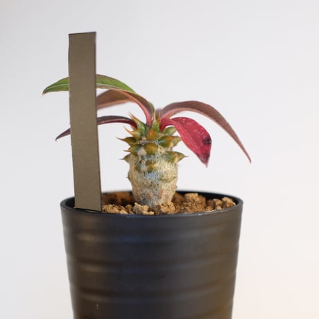 パキポディウム バロニー×ウィンゾリー / Pachypodium baronii×Windsorii