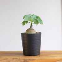 アデニウム ソコトラナム（純血） / Adenium socotranum