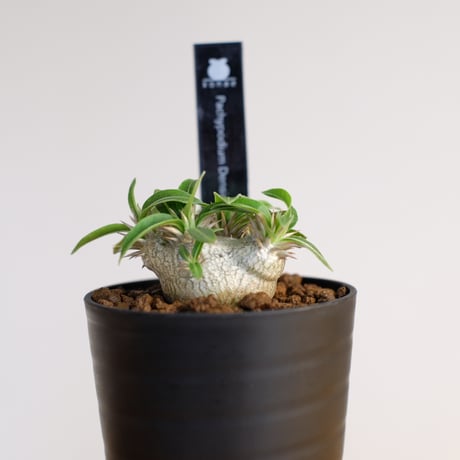 パキポディウム 恵比寿大黒 / Pachypodium Densicaule