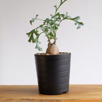 ペラルゴニウム パキポディウム / Pelargonium sp. cf. pachypodium / KN1402