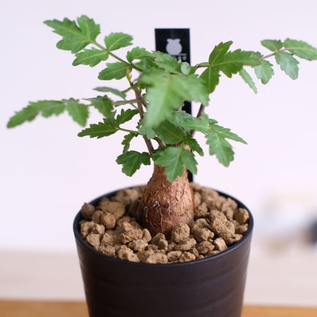 ブルセラ ファガロイデス / Bursera fagaroides / KN1529