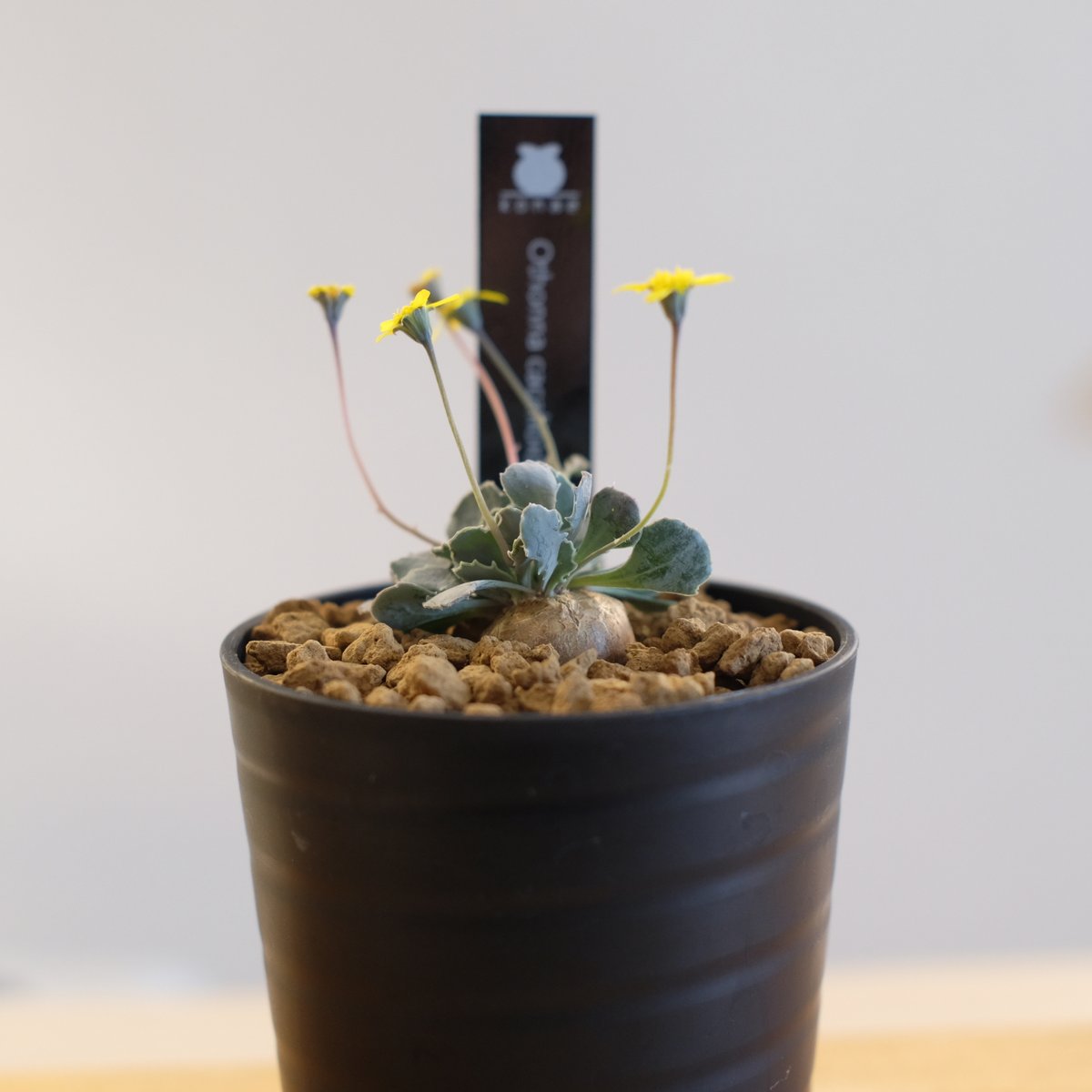 オトンナ カカリオイデス / Othonna cacalioides | 塊根植物 オトンナ カカリオイデス / Othonna cacalioides | 塊根植物