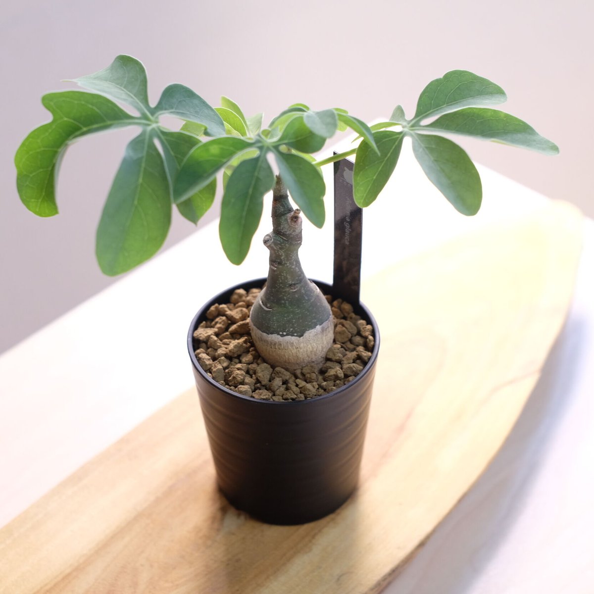 アデニア グラウカ / Adenia glauca | 塊根植物 小苗専門店 konae