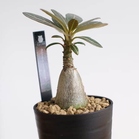 アデニウム ソコトラナム（純血）/ Adenium socotranum / KN1525