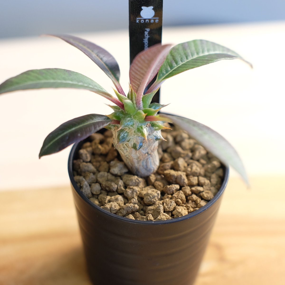 パキポディウム バロニー×ウィンゾリー / Pachypodium baronii パキポディウム バロニー×ウィンゾリー / Pachypodium baronii