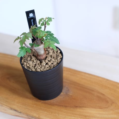 ブルセラ ファガロイデス / Bursera fagaroides / KN1547