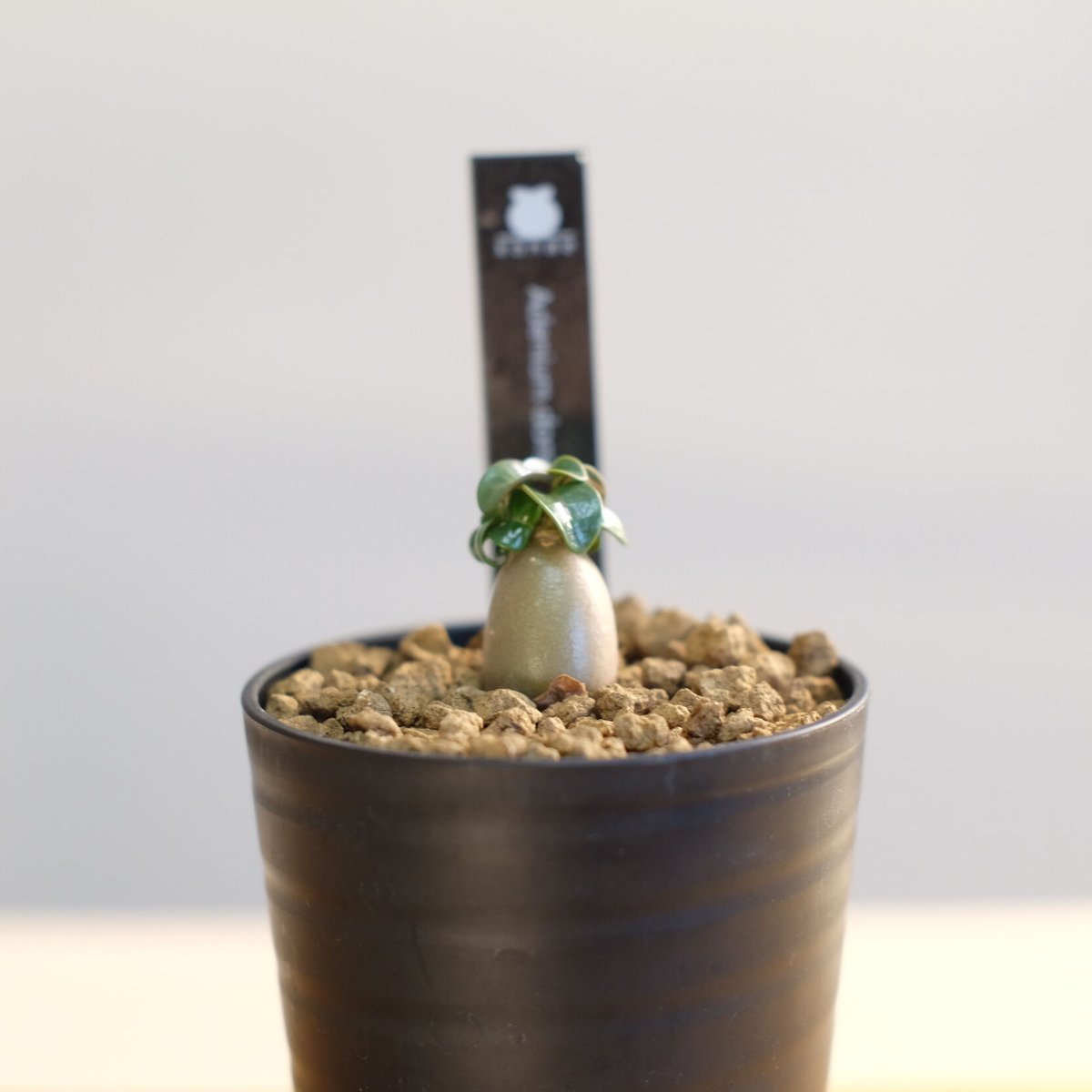 アデニウム ドーセットホーン / Adenium dorset horn | 塊根植物 小苗専