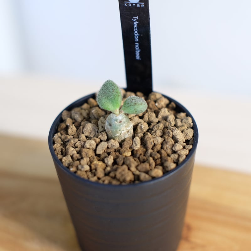 チレコドン ノルテーイ / Tylecodon nolteei | 塊根植物 小苗専門店 konae