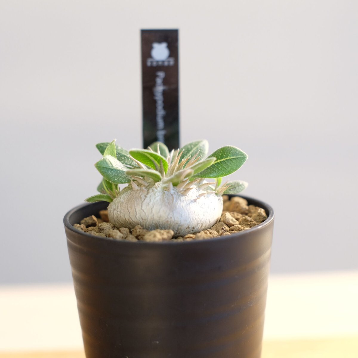 パキポディウム ブレビカウレ / Pachypodium brevicaule | 塊根