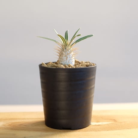 パキポディウム グラキリス / Pachypodium gracilius